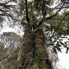 Elaeocarpus hookerianus