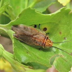 Pseudophyllodromiinae