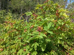 Rosa glabrifolia