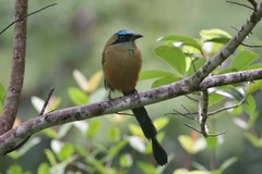 Momotus subrufescens