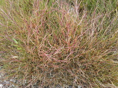 Puccinellia phryganodes