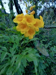 Tecoma stans