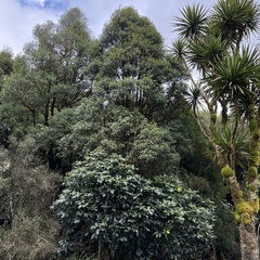 Elaeocarpus hookerianus