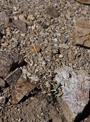 Phoenicaulis cheiranthoides