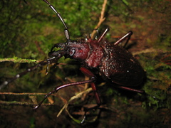 Psalidognathus modestus