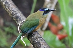 Momotus subrufescens