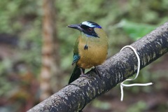 Momotus subrufescens