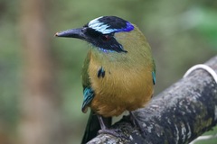 Momotus subrufescens