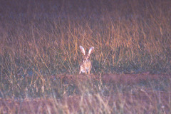 Lepus saxatilis