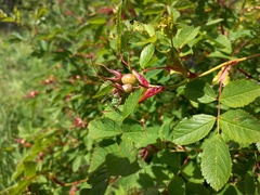 Rosa glabrifolia
