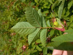 Rosa glabrifolia