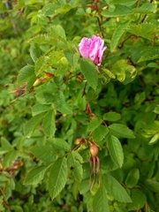 Rosa glabrifolia