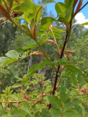 Rosa glabrifolia