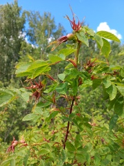 Rosa glabrifolia