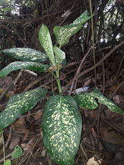 Dieffenbachia seguine
