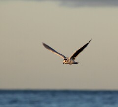 Hydrocoloeus minutus