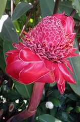 Etlingera