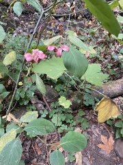 Euonymus occidentalis