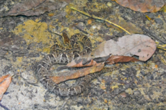 Bothrops asper