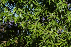 Backhousia citriodora