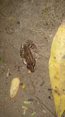 Leptodactylus insularum