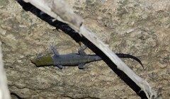 Gonatodes albogularis