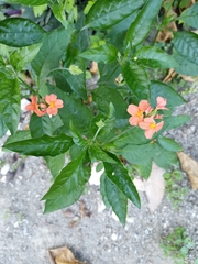 Crossandra infundibuliformis