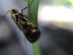 Nemophora
