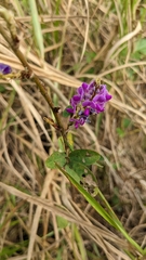 Grona heterocarpos strigosa