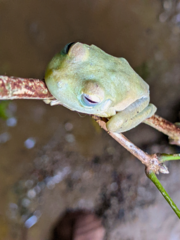 Boana platanera