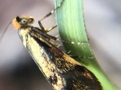 Nemophora