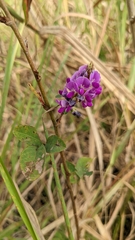 Grona heterocarpos strigosa