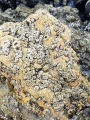 Balanomorpha