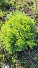 Lasiosiphon splendens