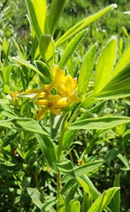 Lasiosiphon splendens