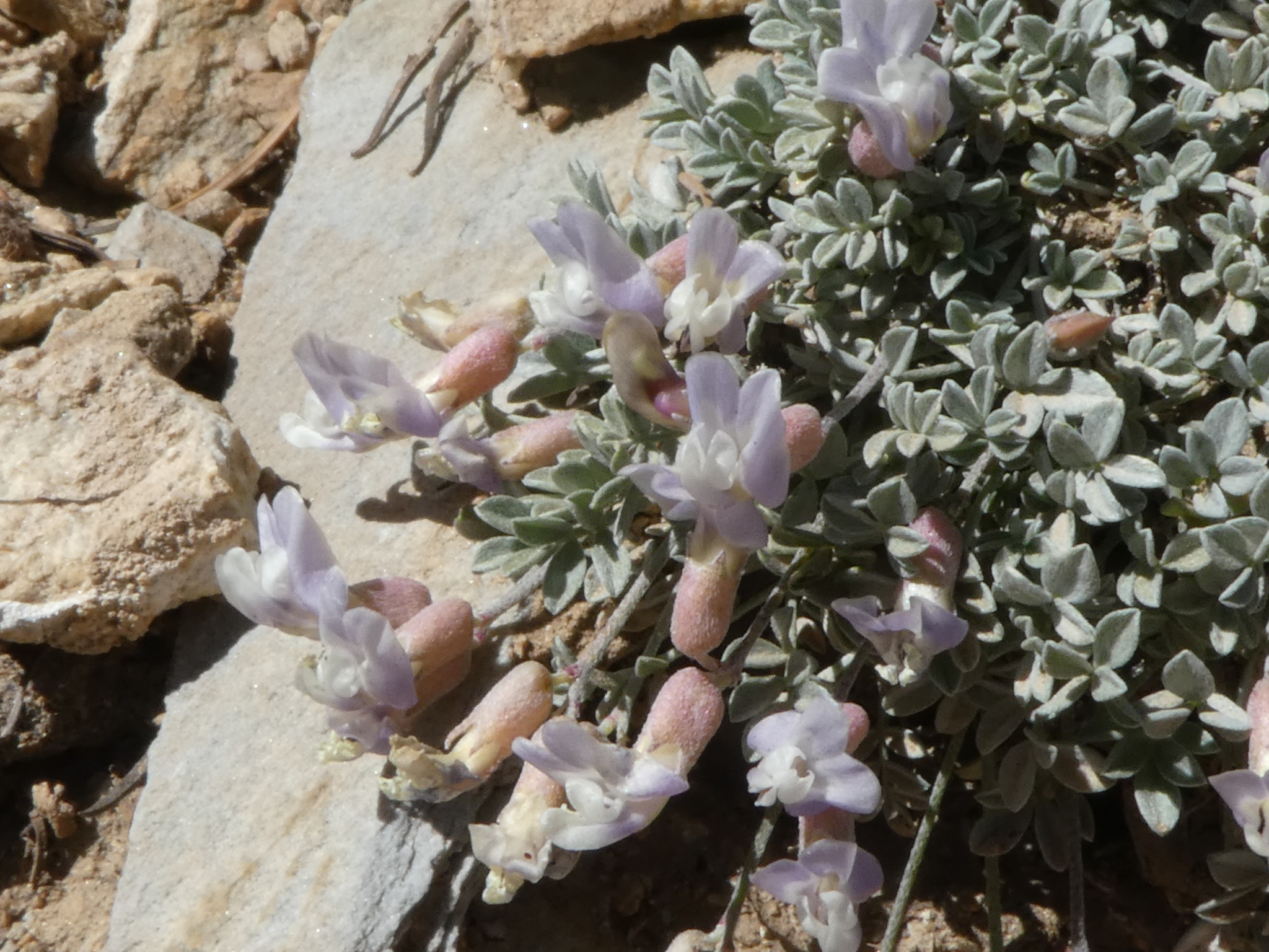 Astragalus calycosus