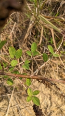 Grona heterocarpos strigosa