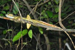 Basiliscus basiliscus