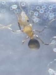 Camponotus indeflexus