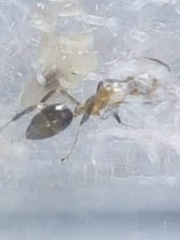 Camponotus indeflexus