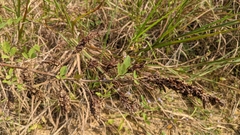 Grona heterocarpos strigosa