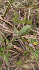 Grona heterocarpos strigosa