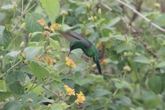 Chlorostilbon assimilis