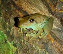 Scinax ruber