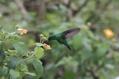 Chlorostilbon assimilis