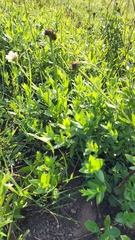Callilepis laureola
