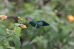 Chlorostilbon assimilis