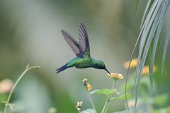 Chlorostilbon assimilis