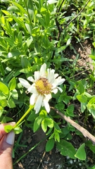 Callilepis laureola