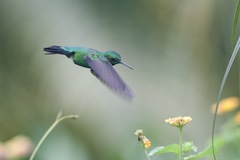 Chlorostilbon assimilis